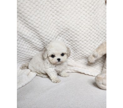 미니비숑분양합니다(10만원부터)