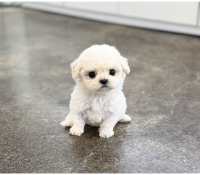 미니비숑분양합니다(10만원부터)