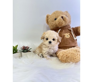 말티푸분양(10만원부터)