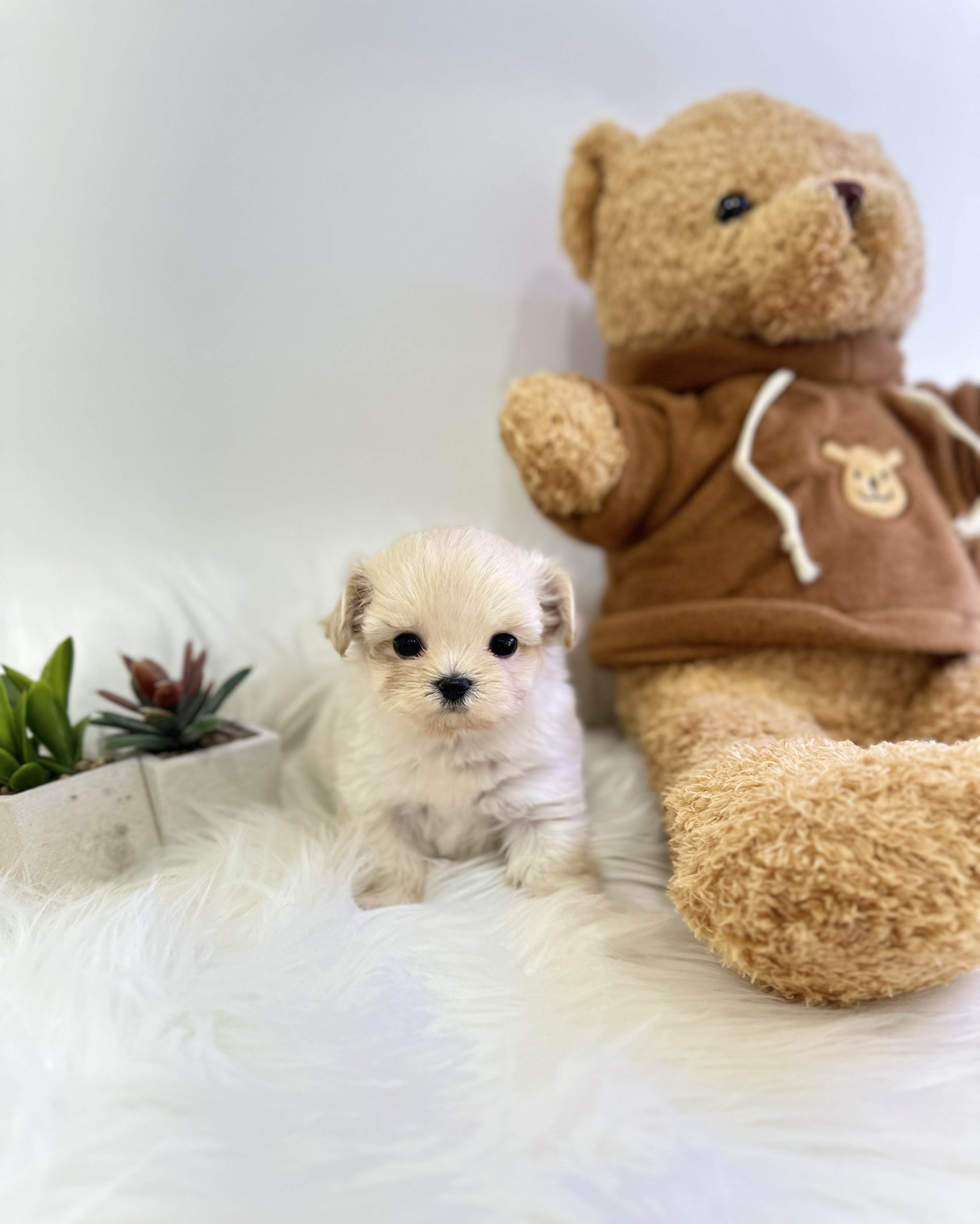 말티푸분양(10만원부터)