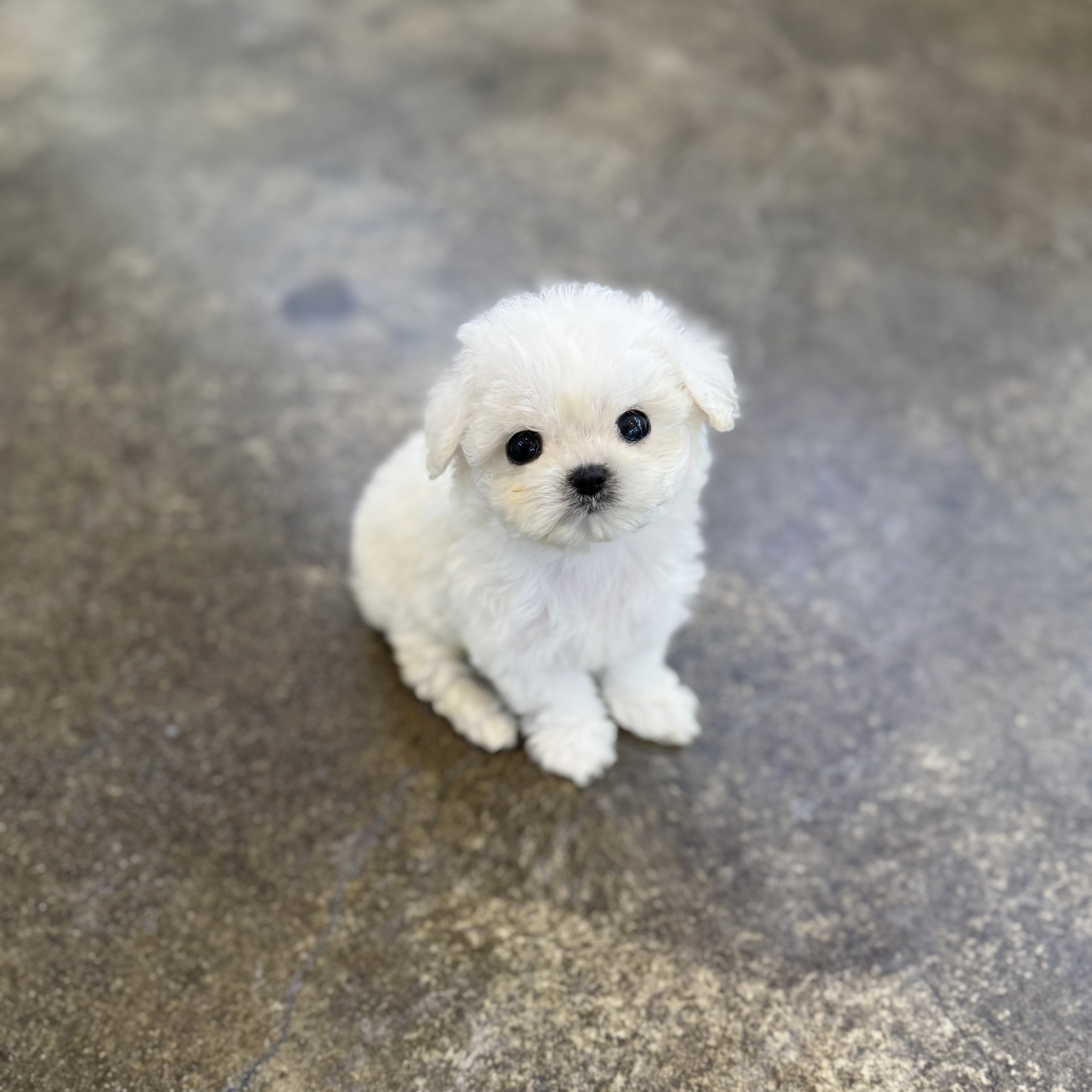 미니비숑분양합니다(10만원부터)