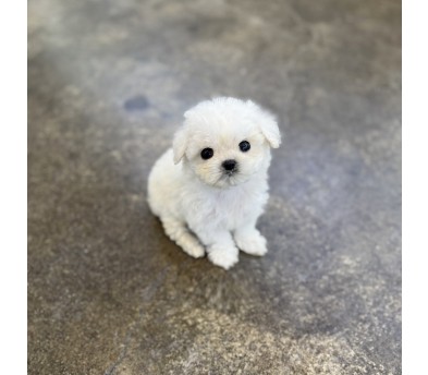 미니비숑분양합니다(10만원부터)