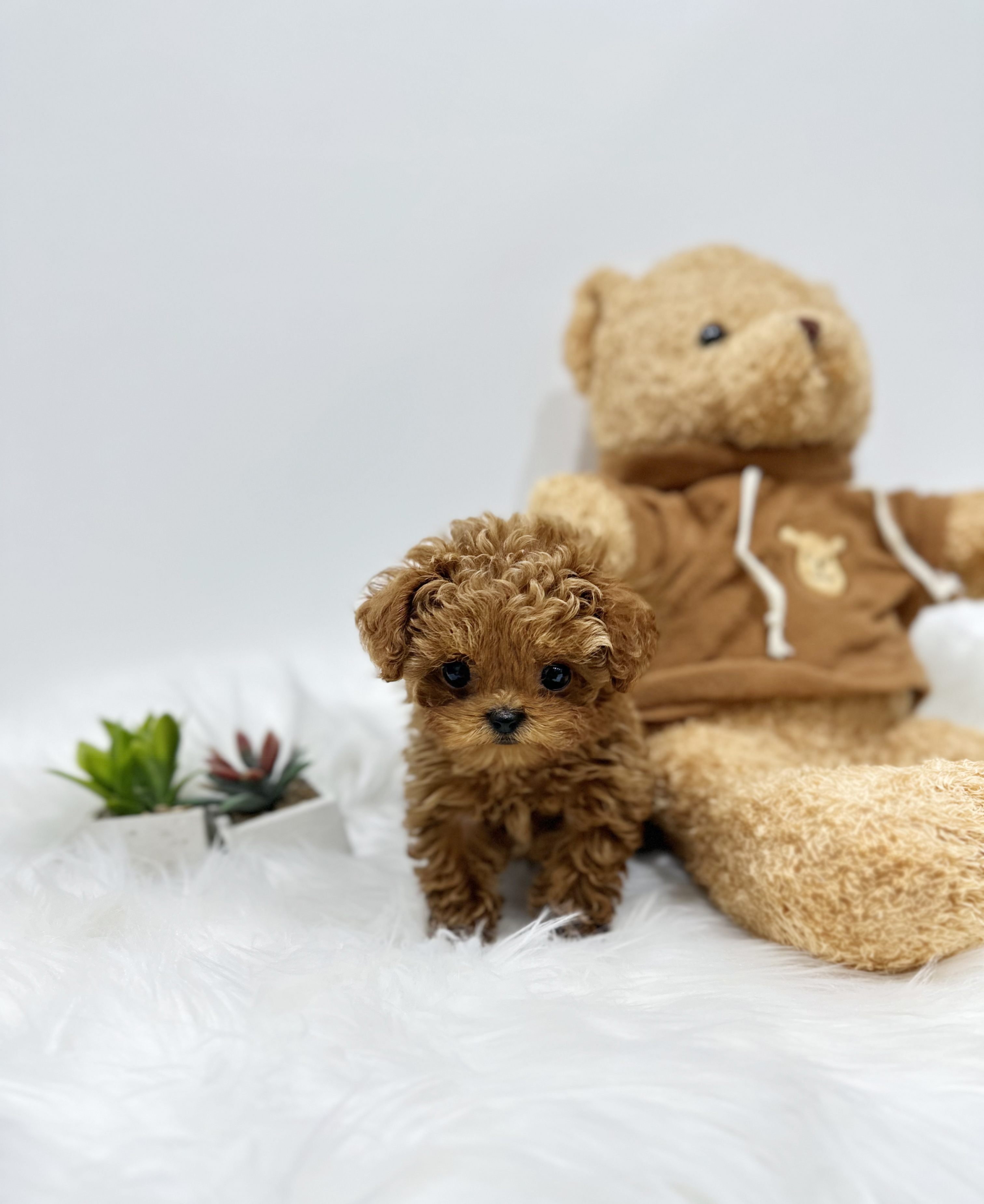 토이푸들분양(10만원부터)