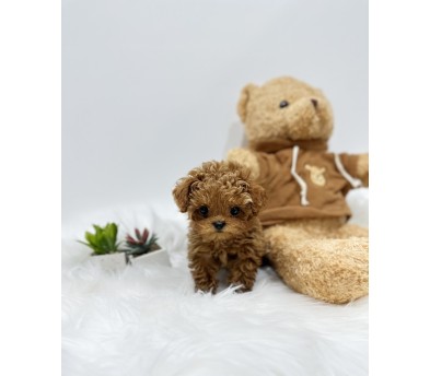 토이푸들분양(10만원부터)