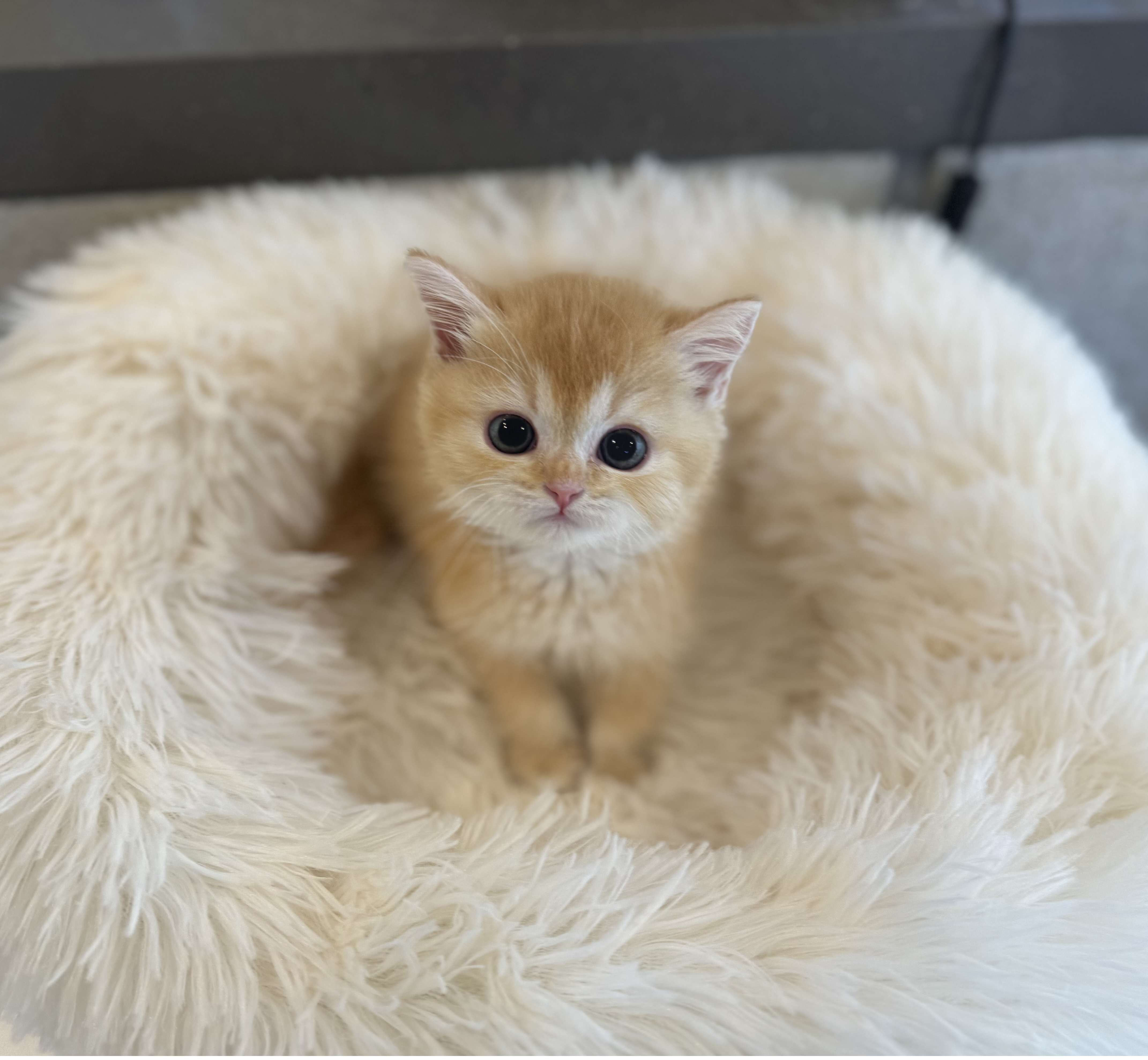 브리티쉬숏헤어분양