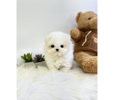 말티폼 분양합니다