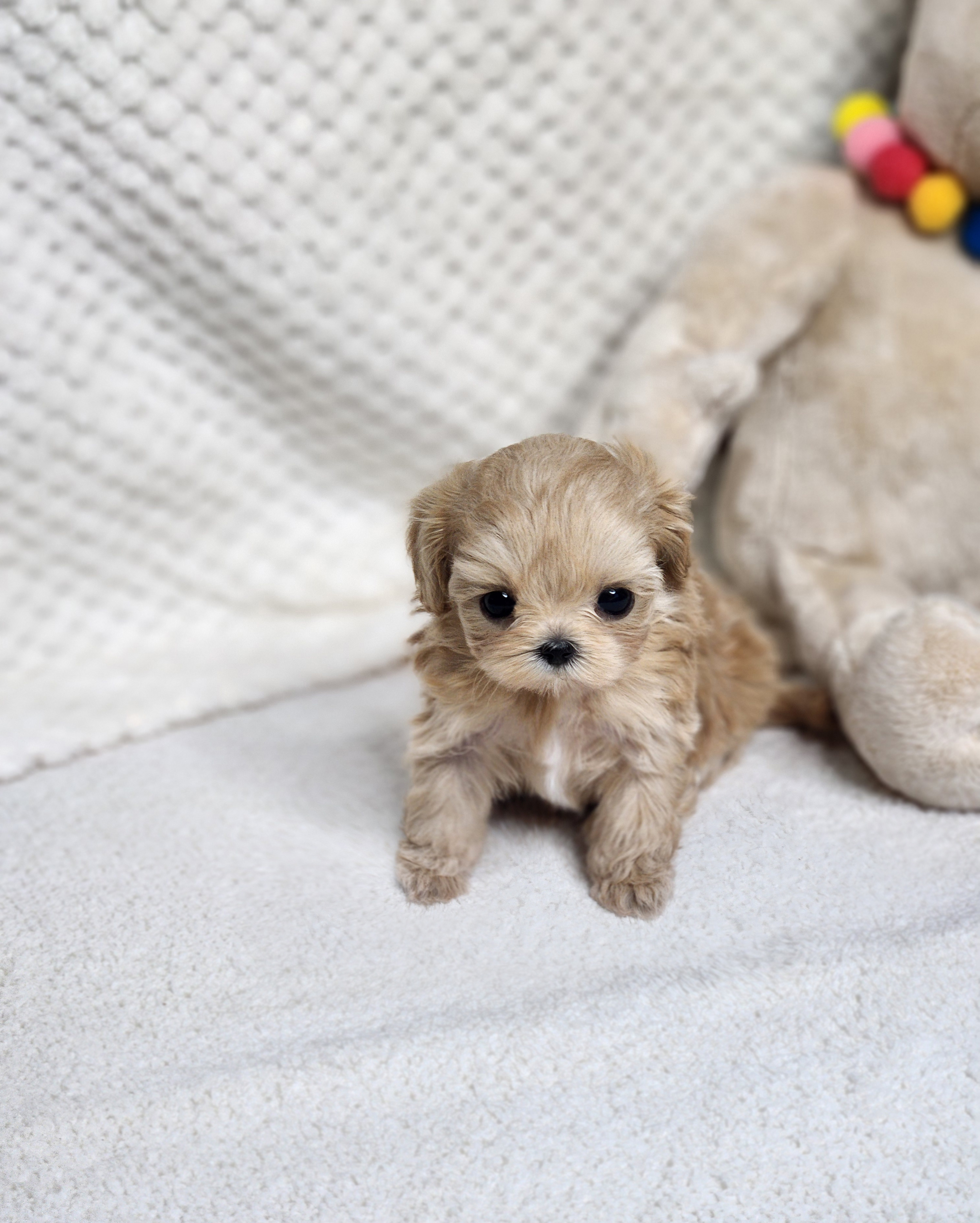 말티푸분양(10만원부터)