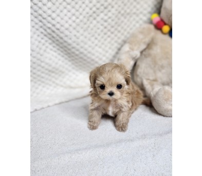 말티푸분양(10만원부터)