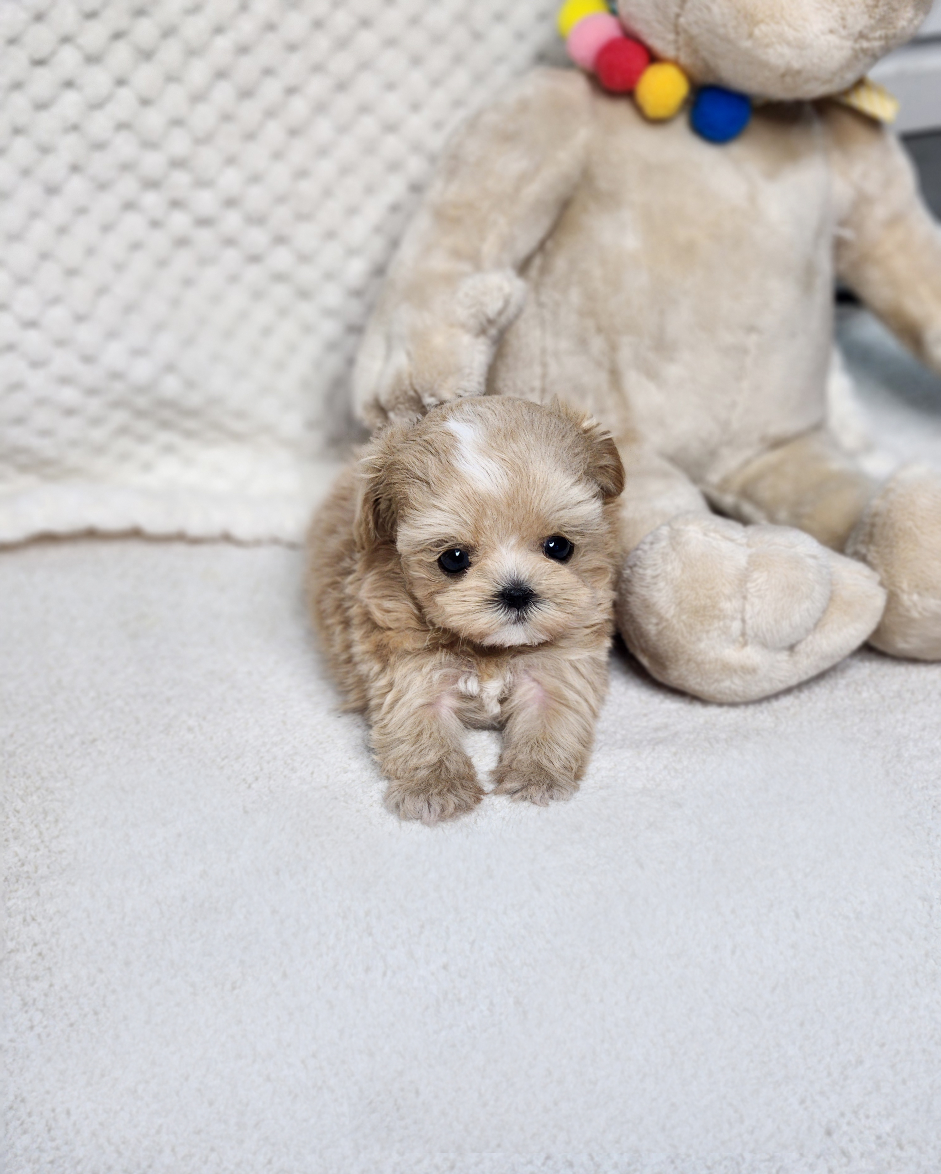 말티푸분양(10만원부터)