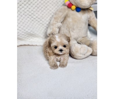 말티푸분양(10만원부터)