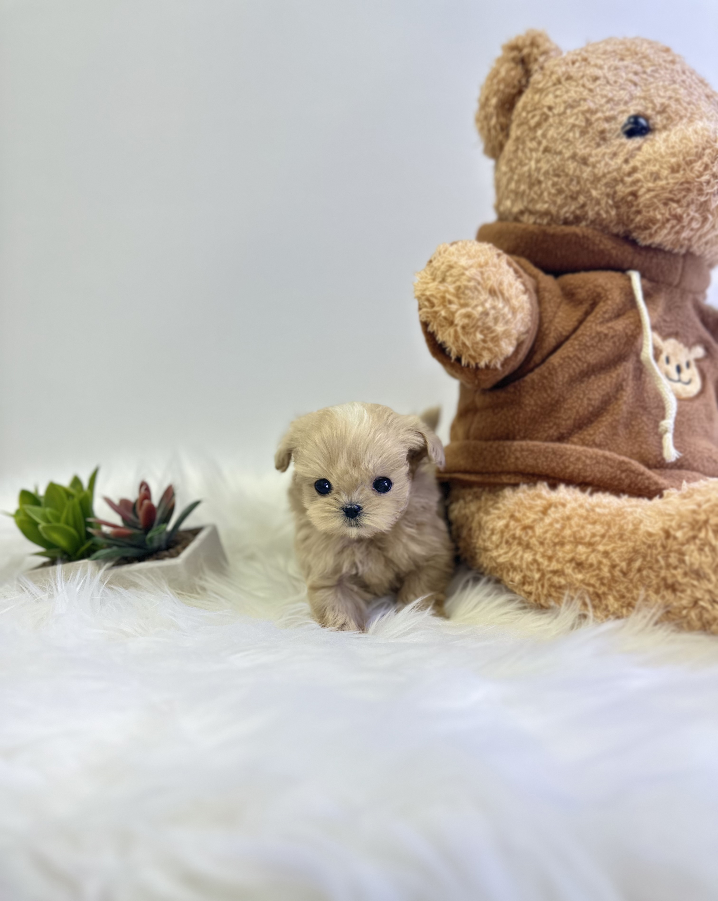 말티푸분양(10만원부터)