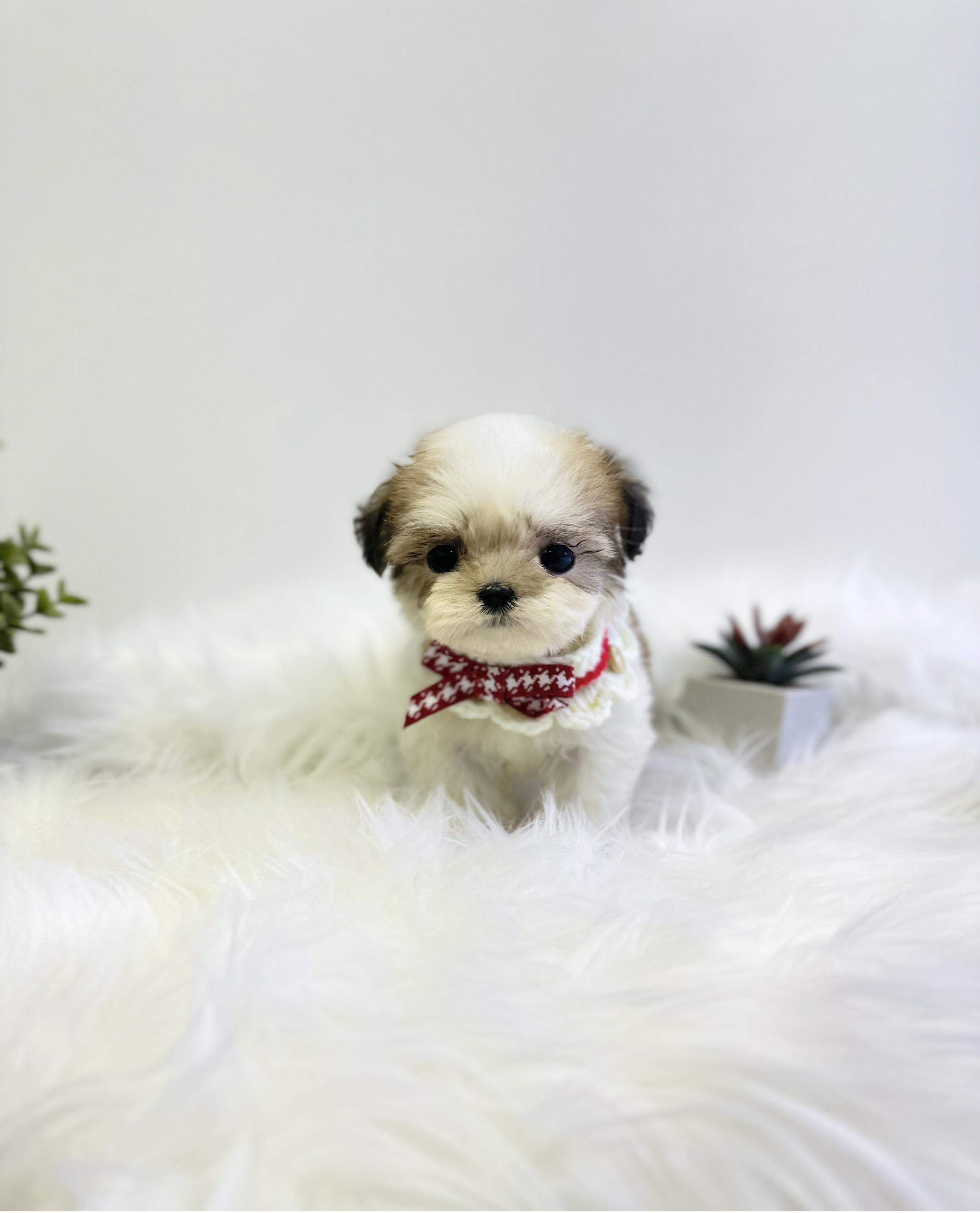 말티푸분양(10만원부터)