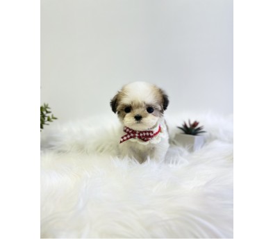 말티푸분양(10만원부터)