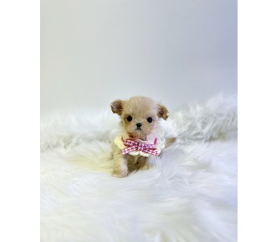 말티푸분양(10만원부터)