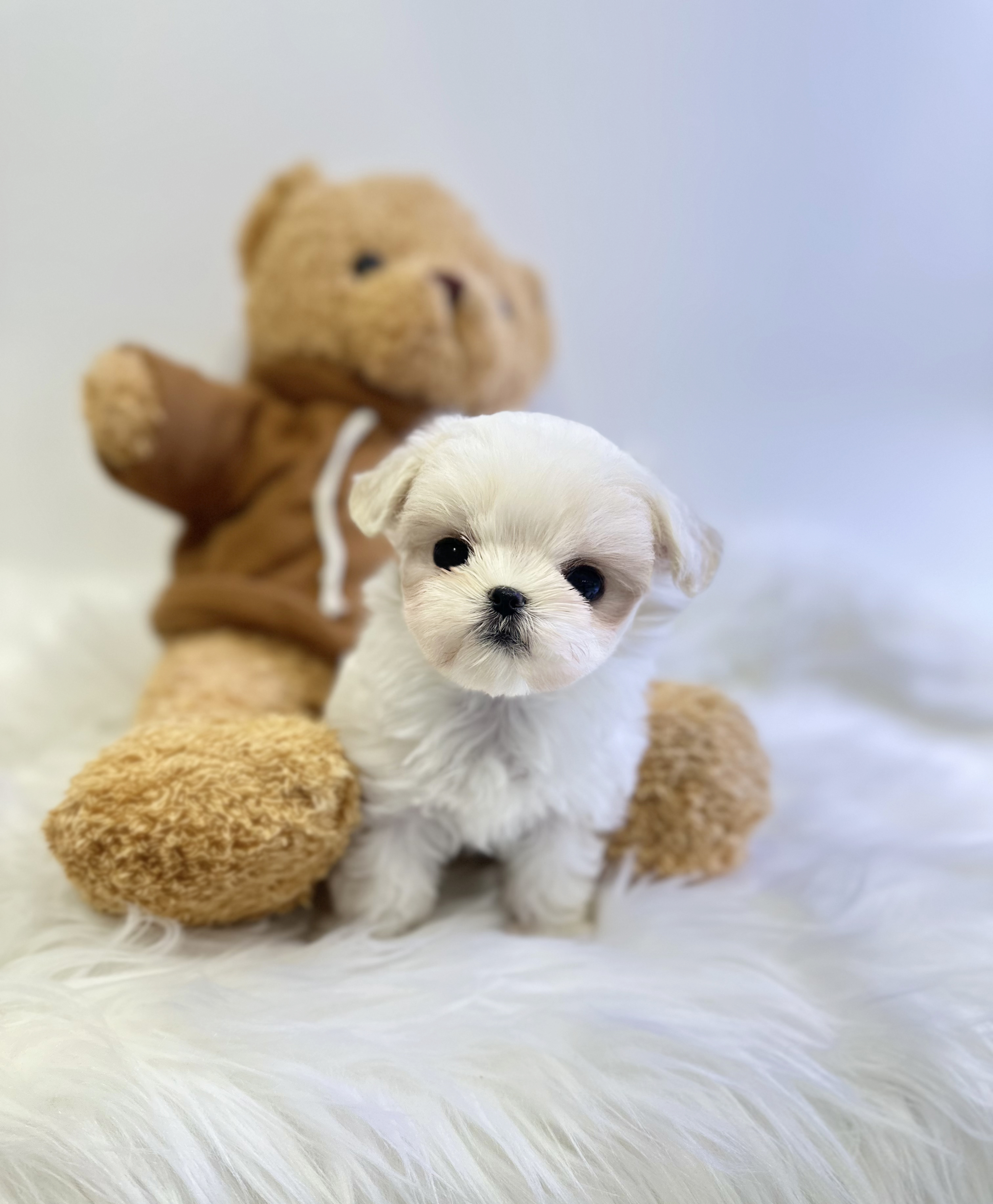 말티즈분양(10만원부터)