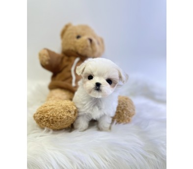 말티즈분양(10만원부터)