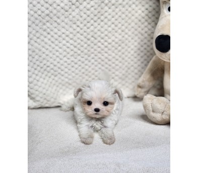 말티푸분양(10만원부터)