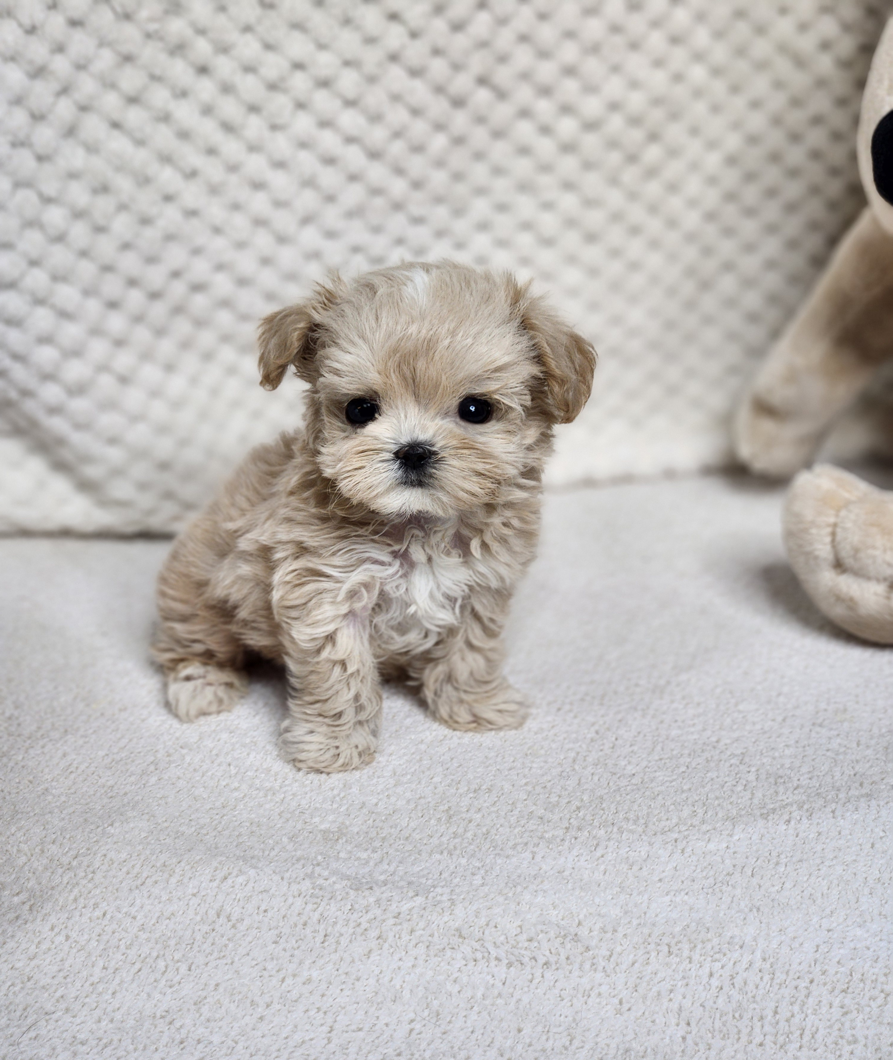 말티푸분양(10만원부터)