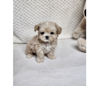 말티푸분양(10만원부터)