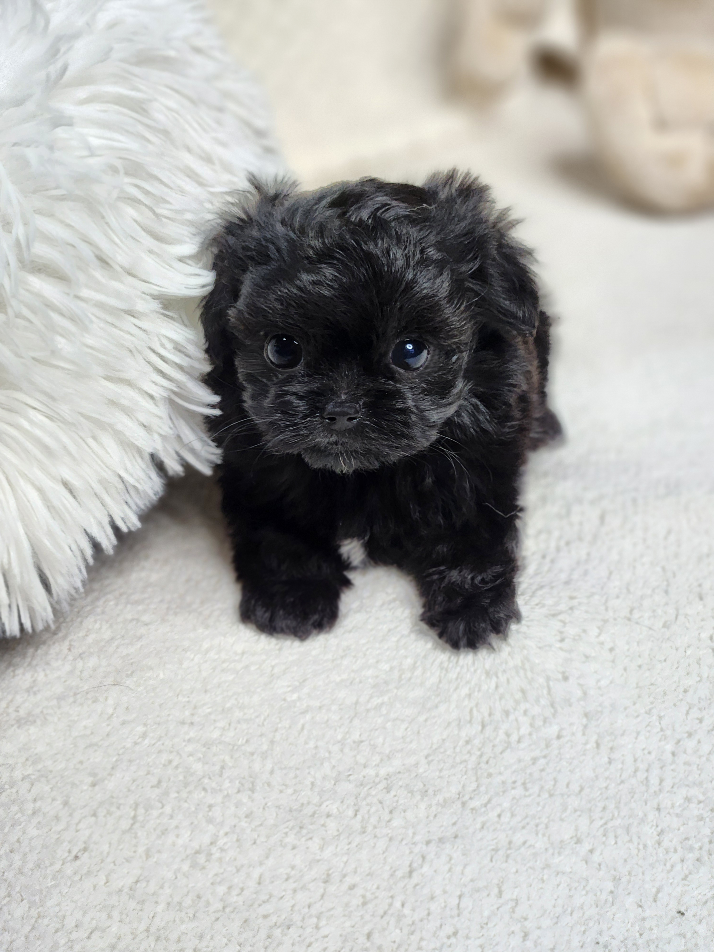 말티푸분양(10만원부터)