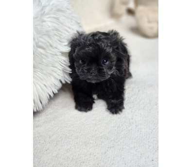 말티푸분양(10만원부터)