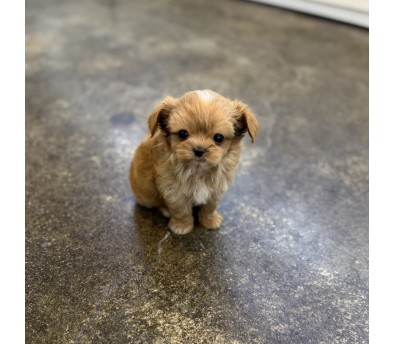 말티푸분양(10만원부터)