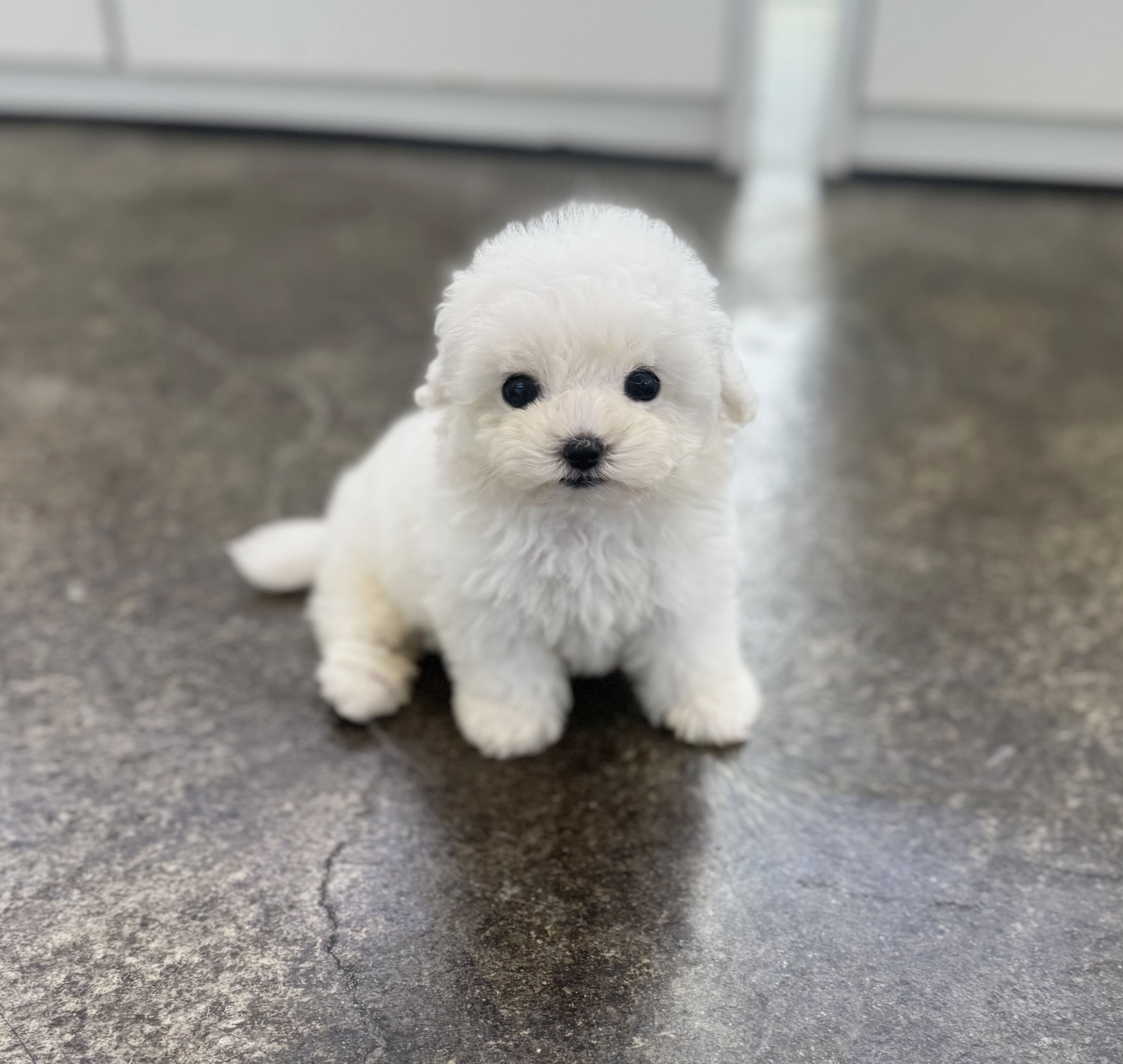 미니비숑분양합니다(10만원부터)