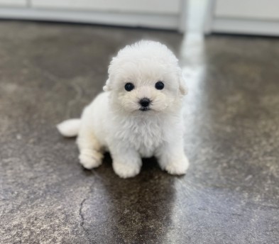 미니비숑분양합니다(10만원부터)