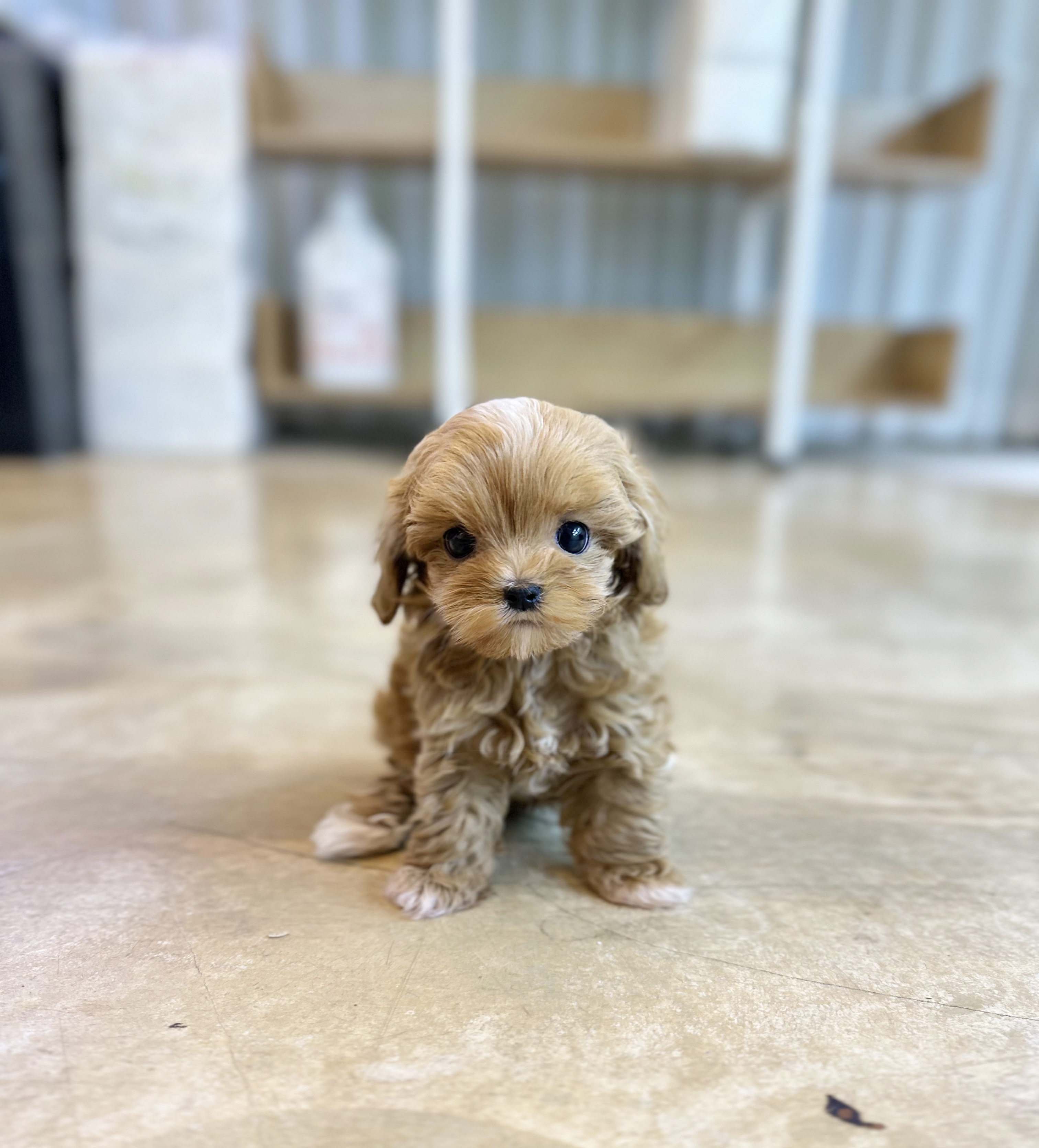 말티푸분양(10만원부터)