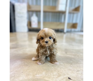 말티푸분양(10만원부터)