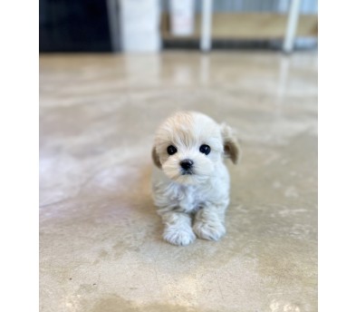 말티푸분양(10만원부터)