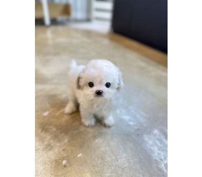 미니비숑분양합니다(10만원부터)