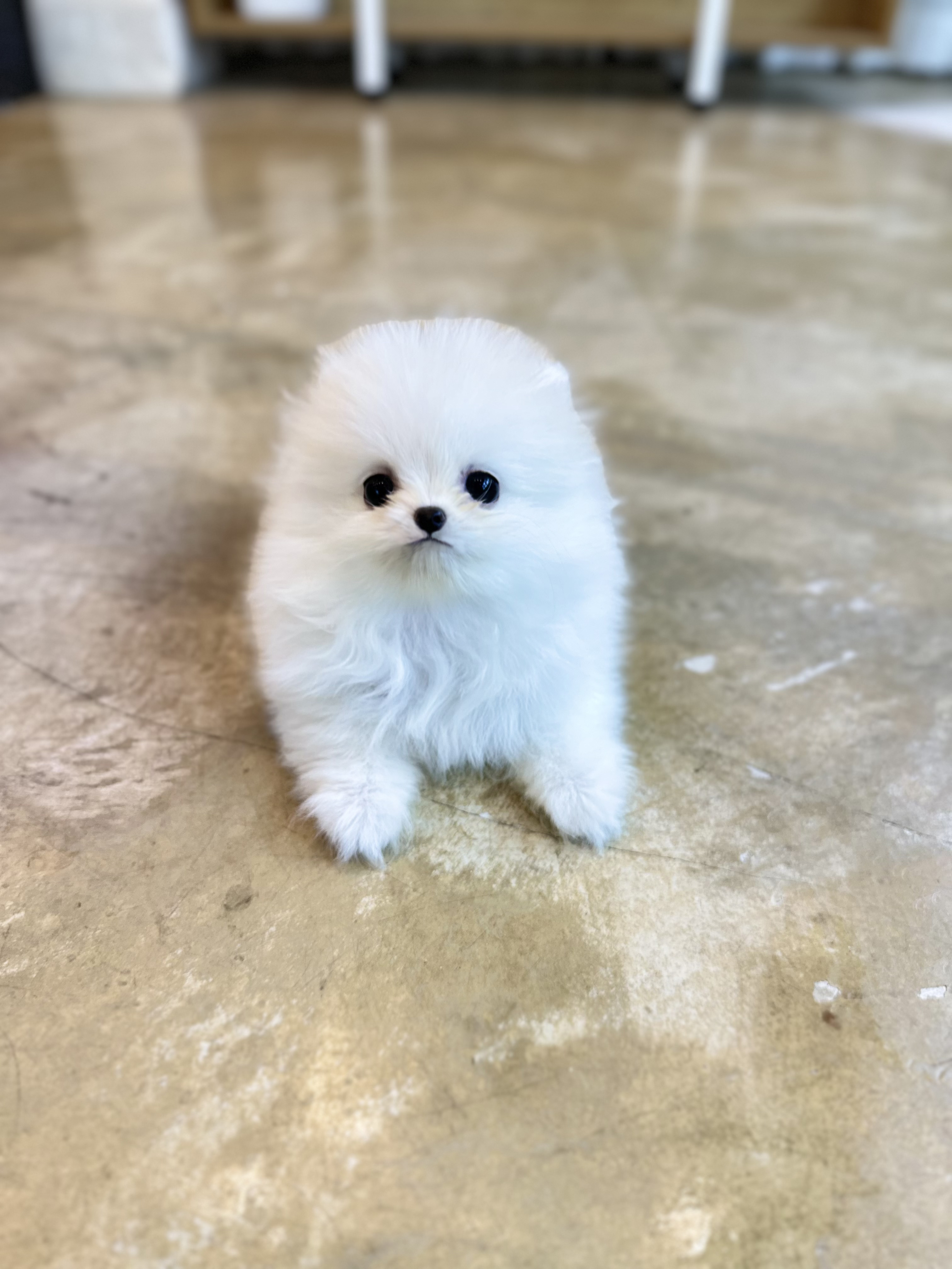 포메라니안분양(20만원부터)