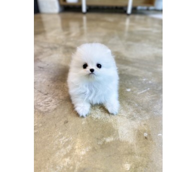 포메라니안분양(20만원부터)