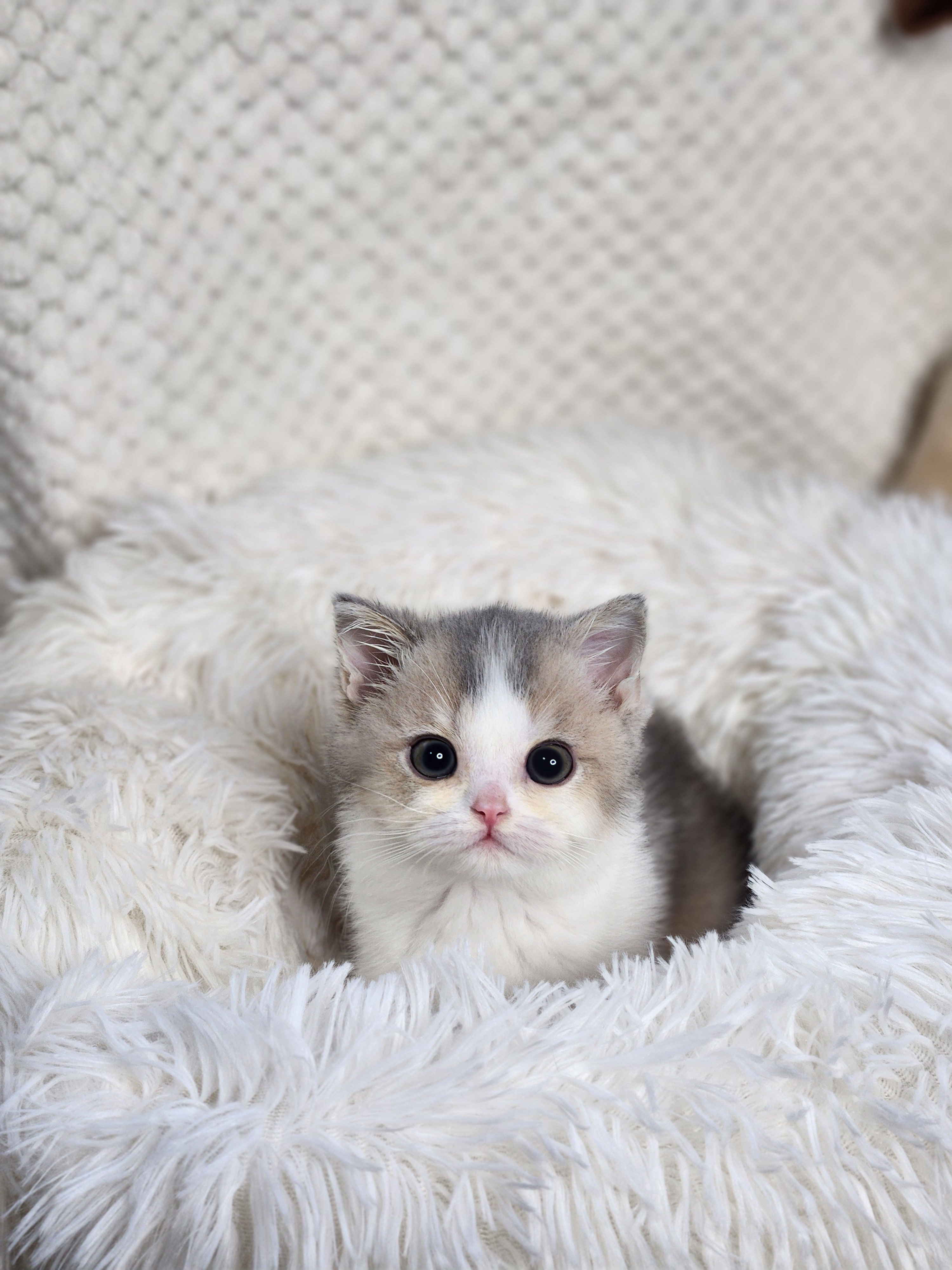 브리티쉬숏헤어분양