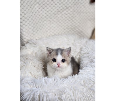 브리티쉬숏헤어분양