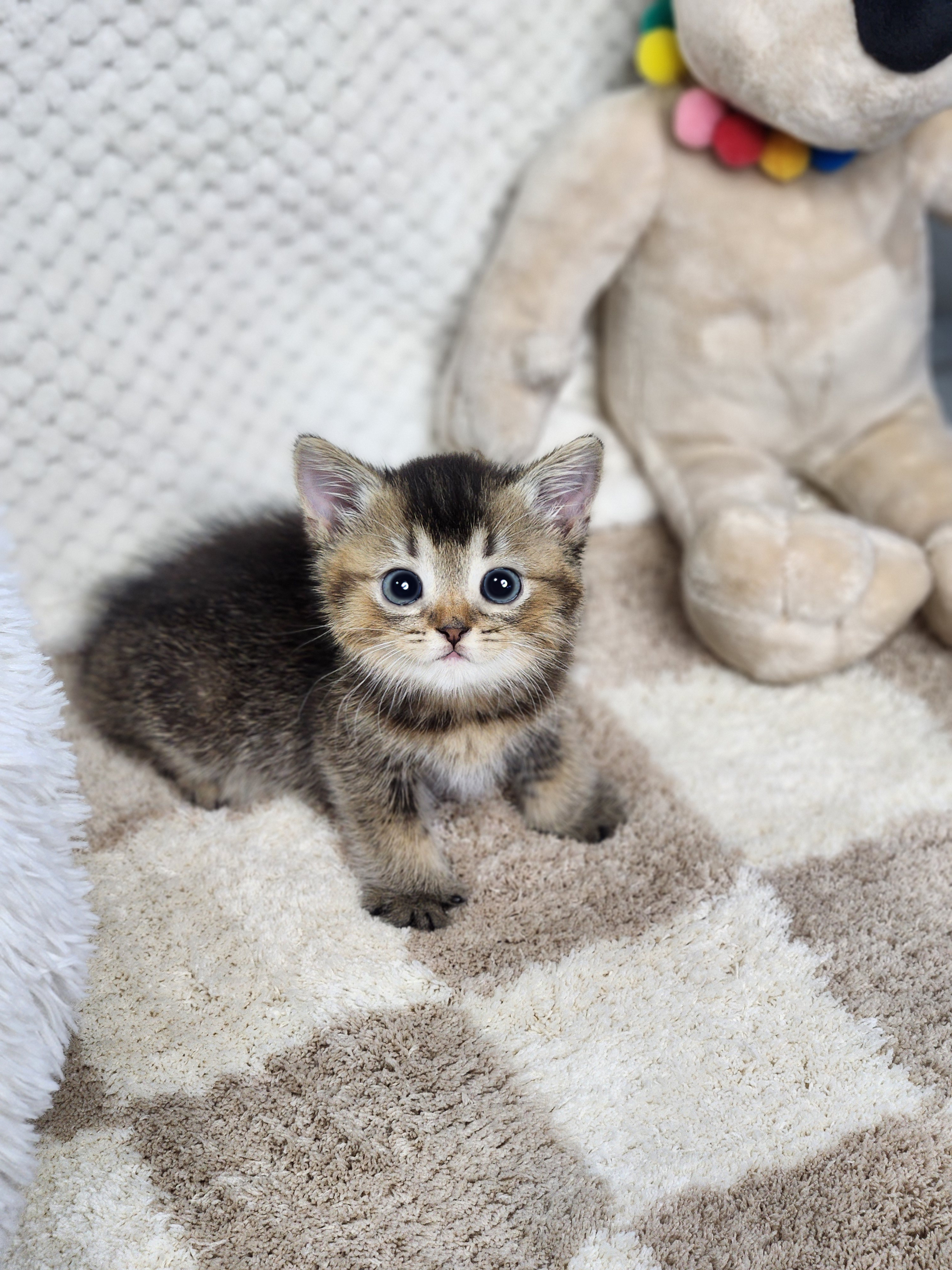 브리티쉬숏헤어분양