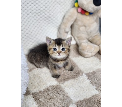 브리티쉬숏헤어분양