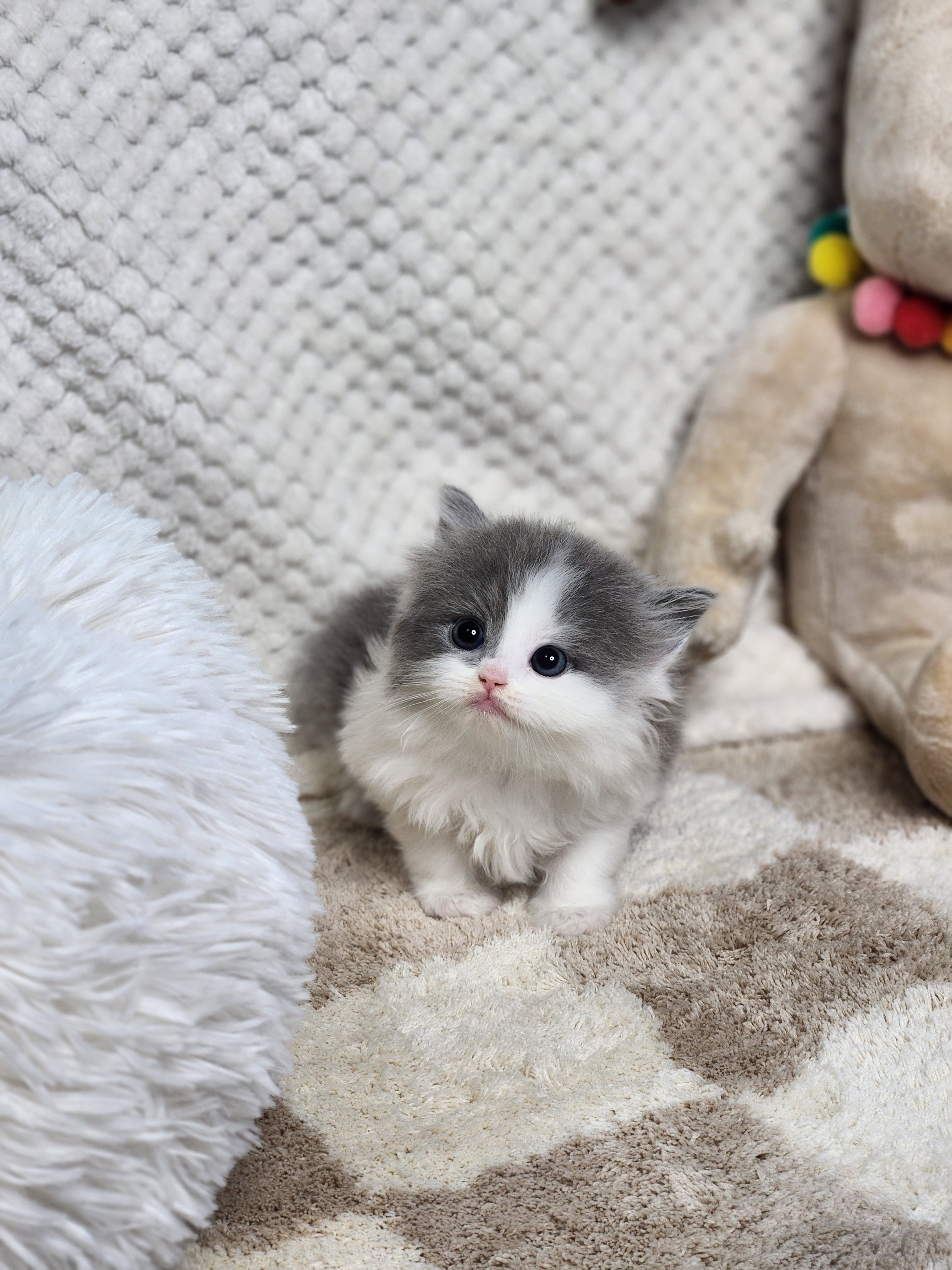 브리티쉬숏헤어분양