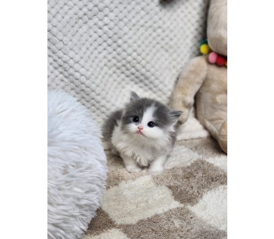 브리티쉬숏헤어분양