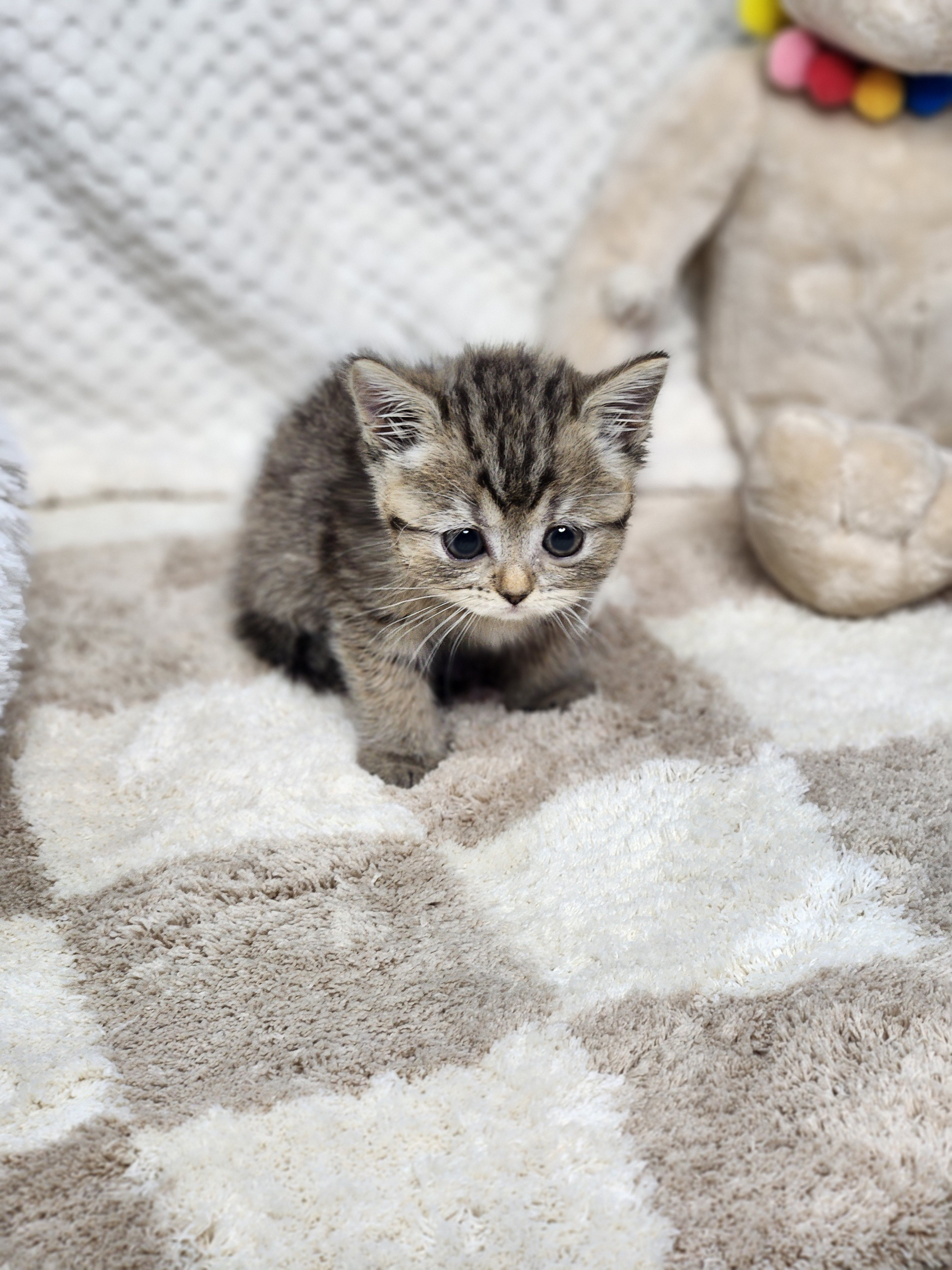 브리티쉬숏헤어분양