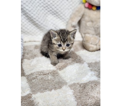 브리티쉬숏헤어분양