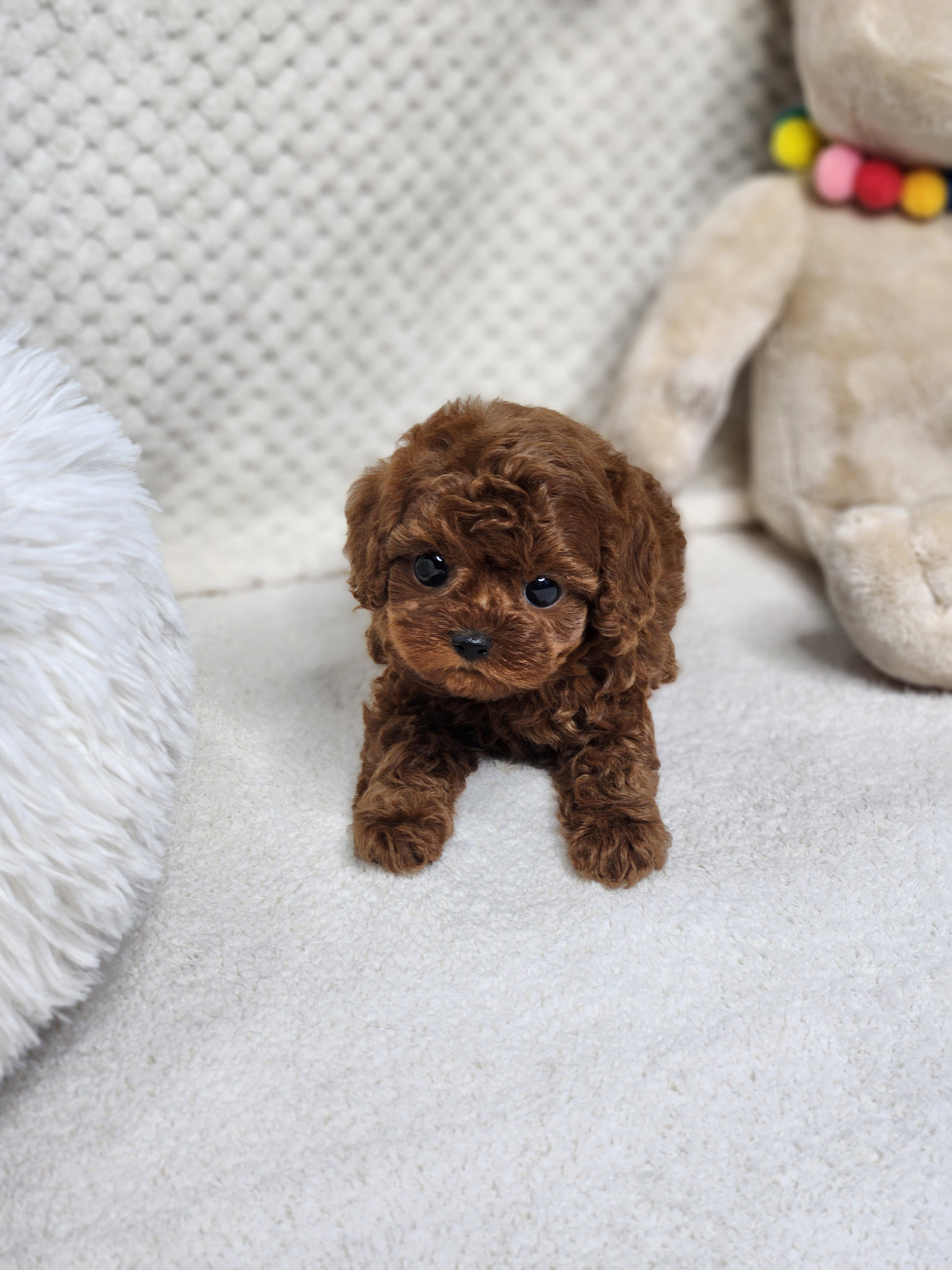 토이푸들분양(10만원부터)