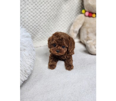 토이푸들분양(10만원부터)