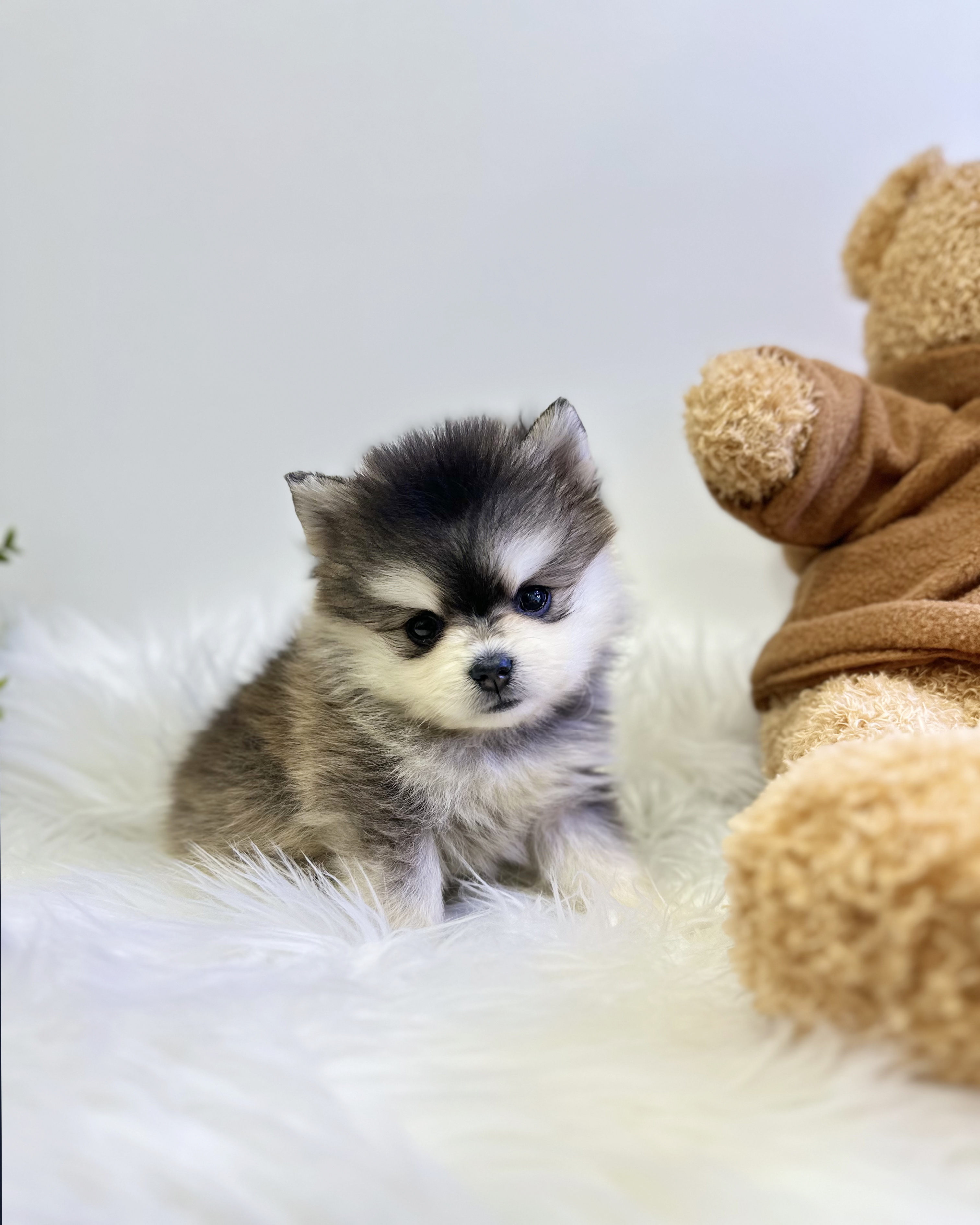 폼스키 분양합니다