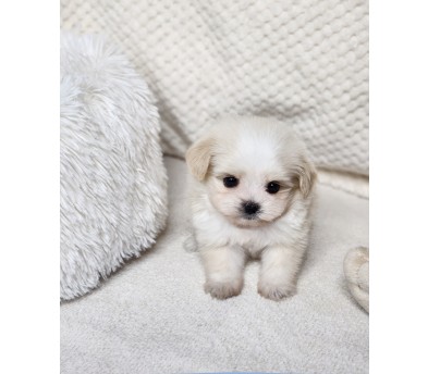 말티푸분양(10만원부터)