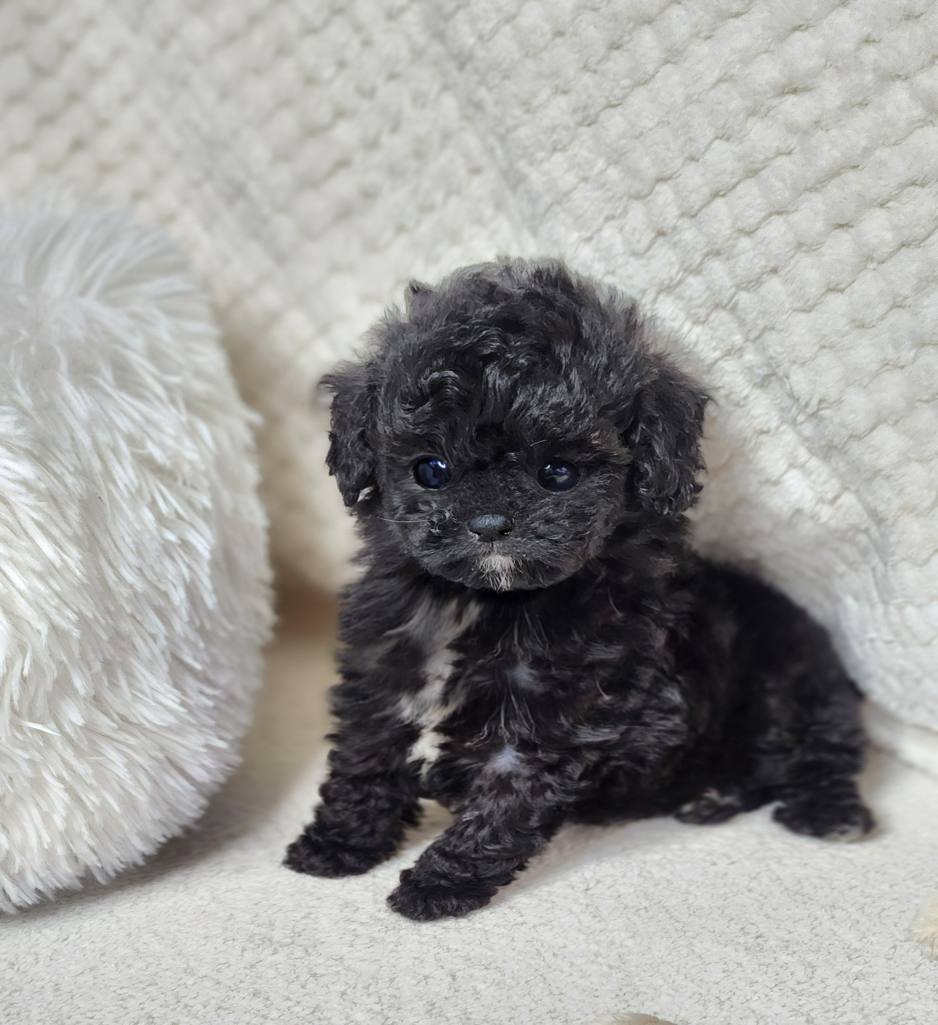 토이푸들분양(10만원부터)