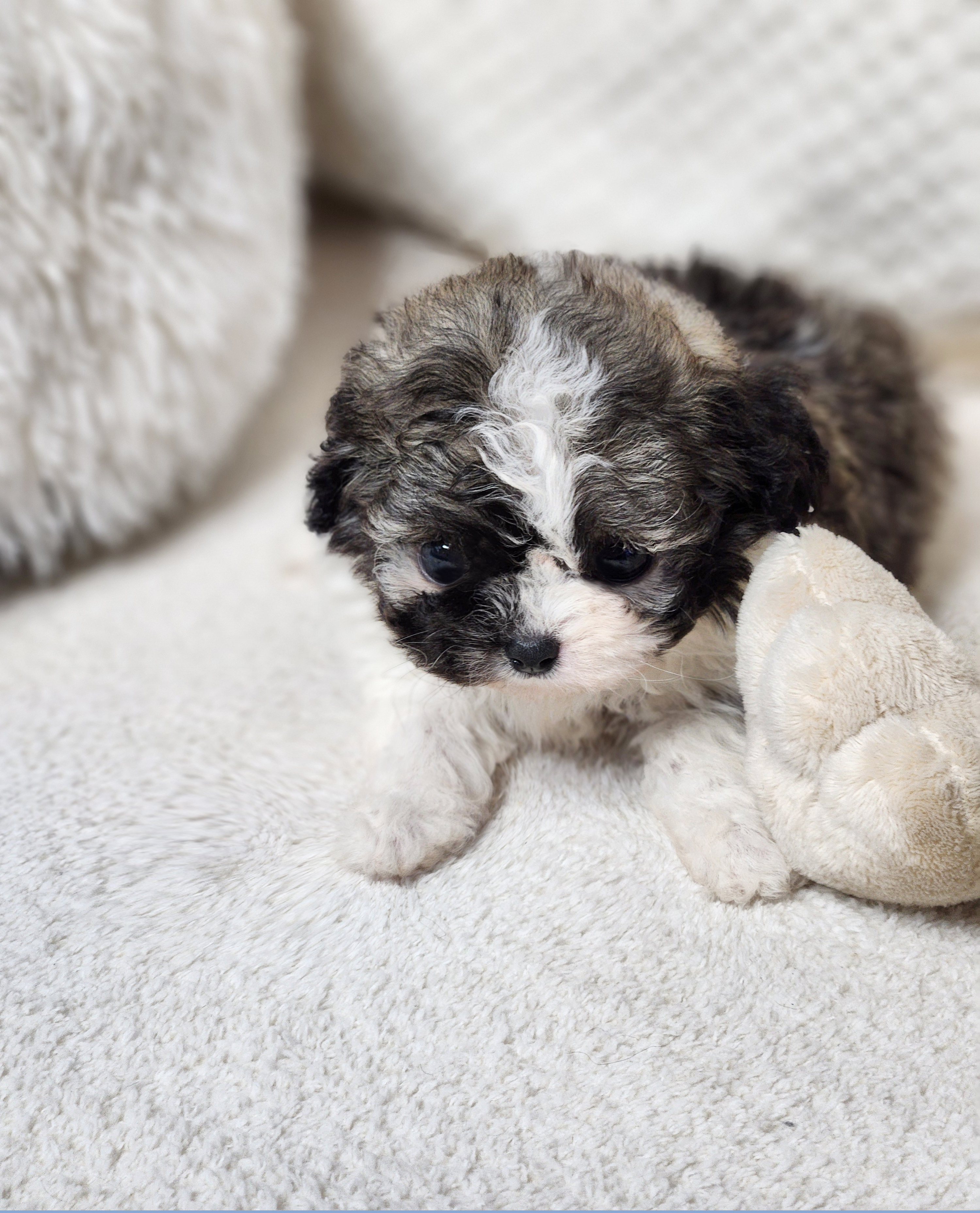 토이푸들분양(10만원부터)