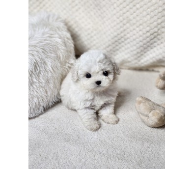 미니비숑분양합니다(10만원부터)