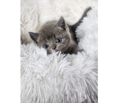 브리티쉬숏헤어분양